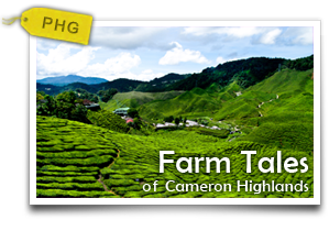 Farm Tales of Cameron Highlands-A day of farm exploration and discoveries