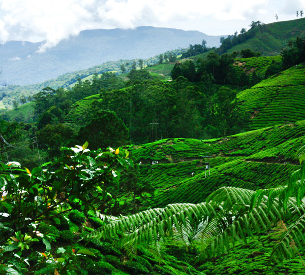 Boh Tea Garden and Tea Center