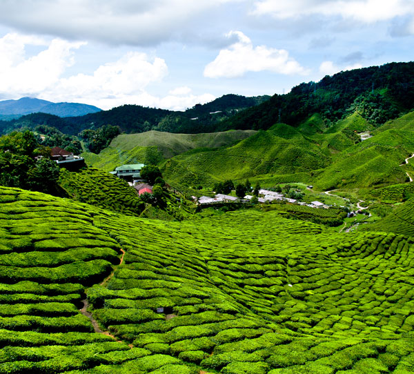 Cameron Valley Tea House