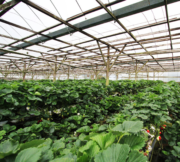 Raju's Hill Strawberry Farm