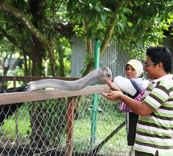 PD Ostrich Farm