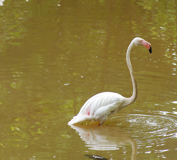 Taman Wetland