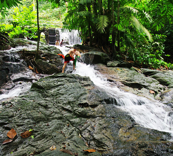 Forest Research Institute Malaysia (FRIM)