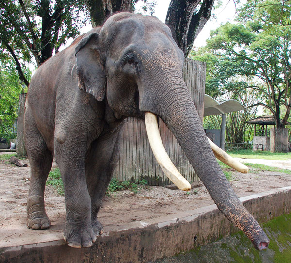 Zoo Negara