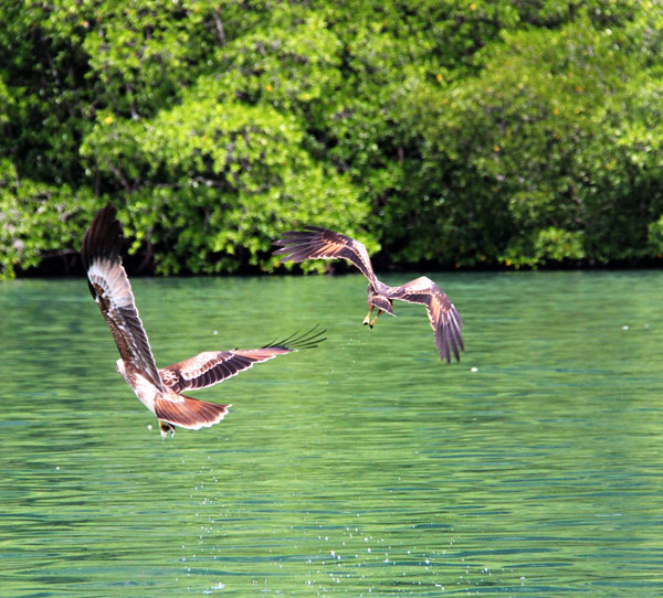 Eagle Watching @ Pulau Singa Besar
