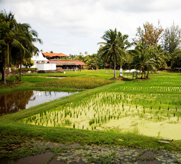 Rice Museum (Laman Padi) 