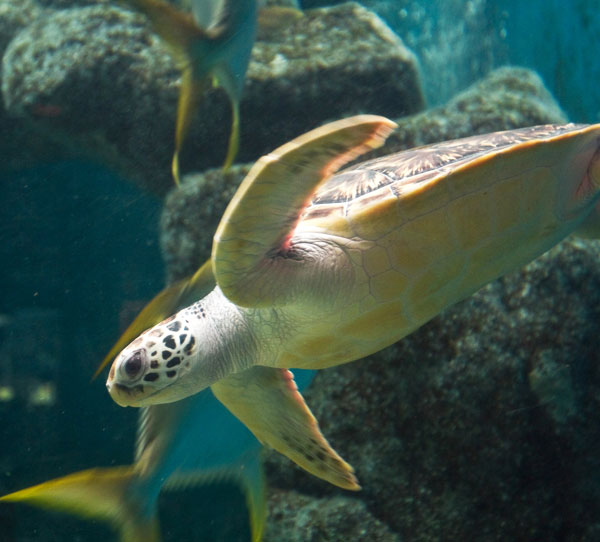 Fisheries Research Institute Aquarium (FRI Aquarium)