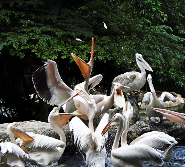 Jurong Bird Park