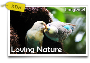 Loving Nature at Langkawi		 -Returning To The Simple Life In One Day!		 