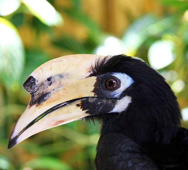 Langkawi Wildlife Park (Bird Paradise)