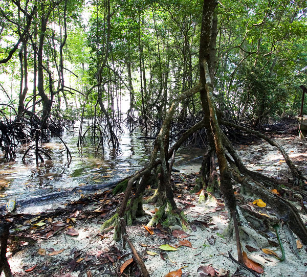 Chek Jawa Wetlands