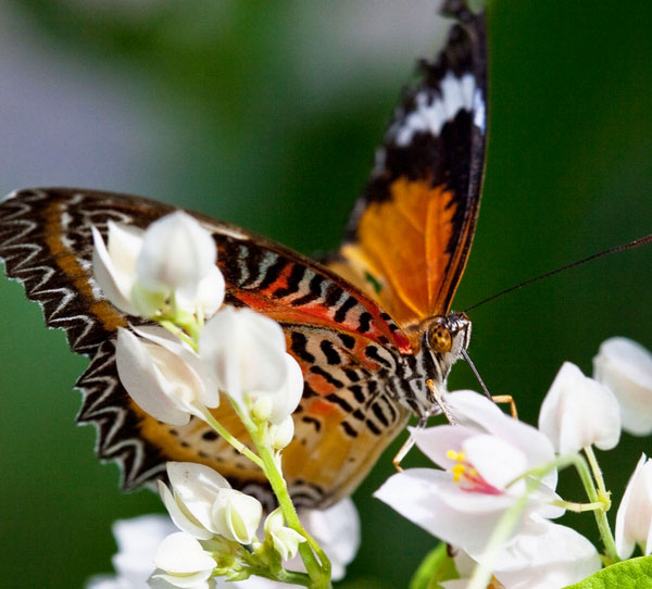 Penang Butterfly Farm