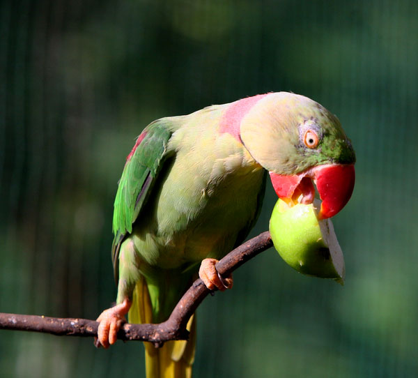 Kuala Lumpur Bird Park