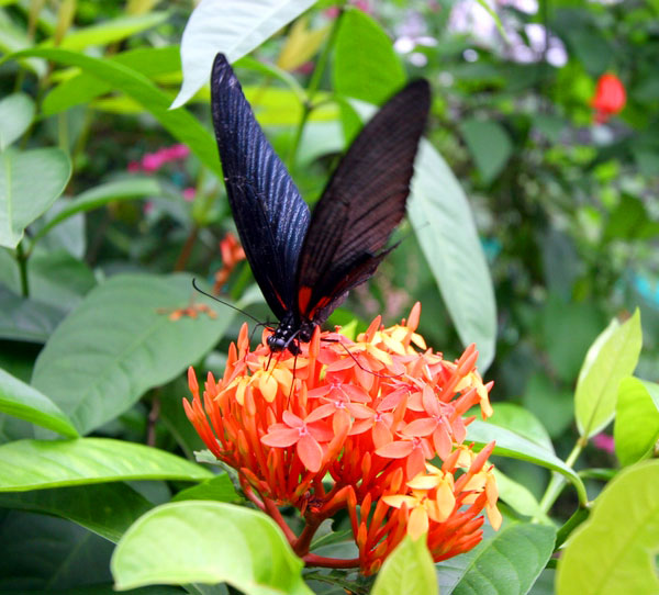 Kuala Lumpur Butterfly Park