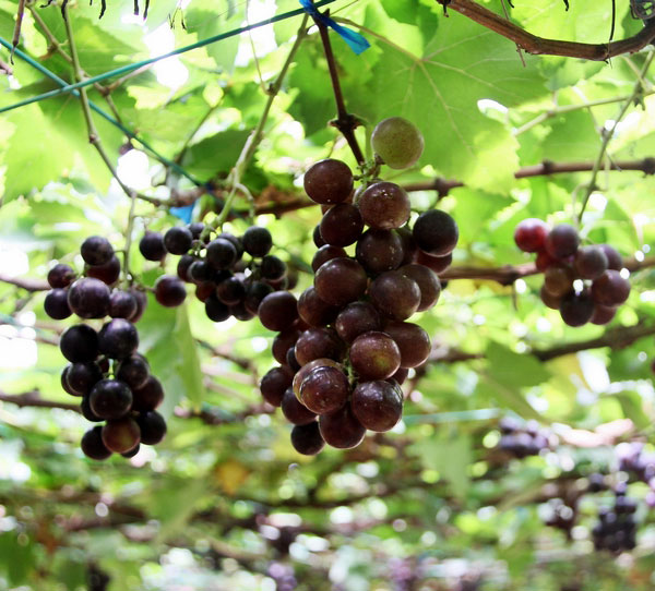 Beris Lake Vineyard (Ladang Anggur Tasik Beris)