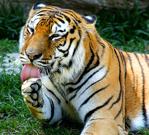 Lost World Tiger Valley