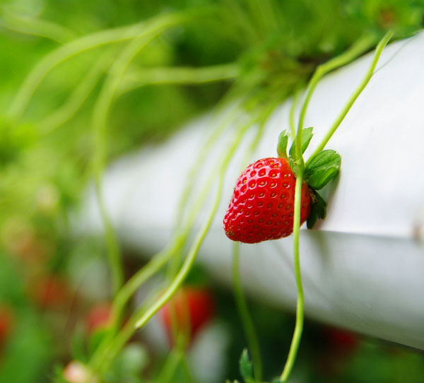 Genting Strawberry Leisure Farms