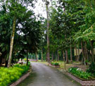 Hutan Lipur Panti