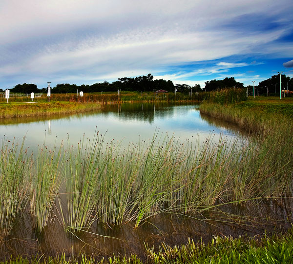 Lorong Halus Wetlands Park