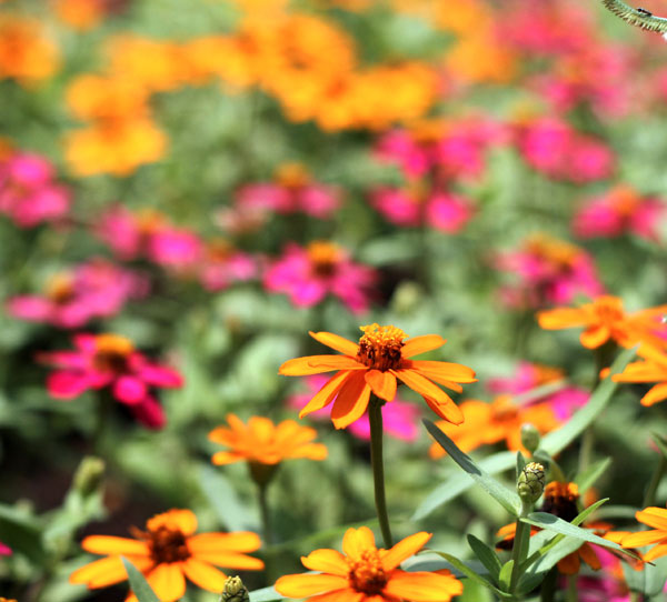 Garden of Thousand Flowers