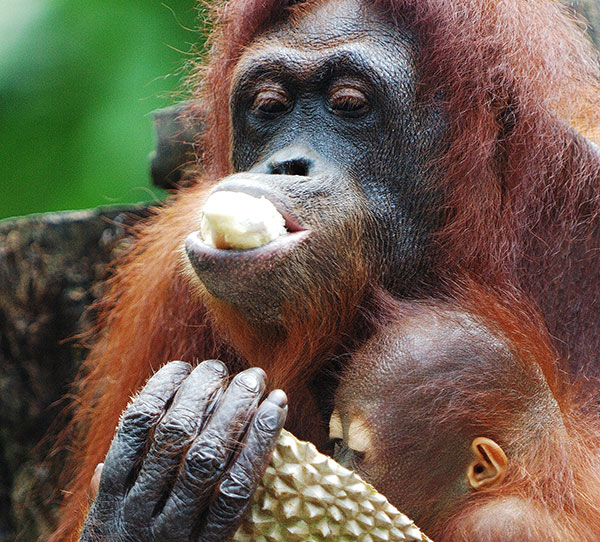 Singapore Zoo